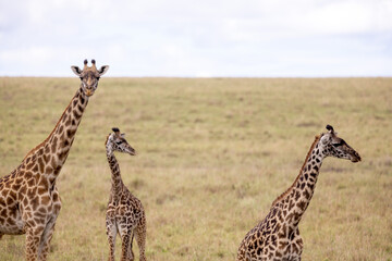 Giraffes graze and eat
