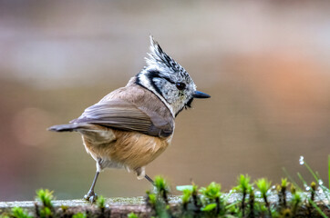 Crested tit stares straight ahead into the distance