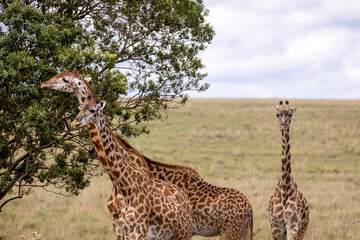 Giraffes graze and eat