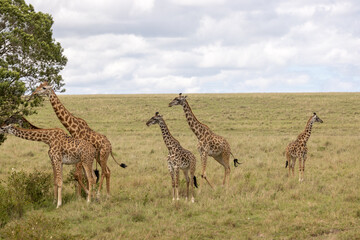 Giraffes graze and eat