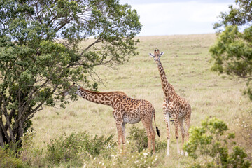 Giraffes graze and eat