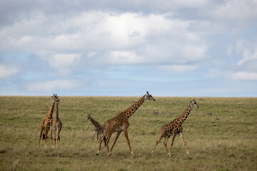 Giraffes graze and eat