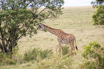 Giraffes graze and eat