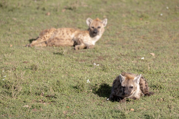 Hyenas rest in the sun