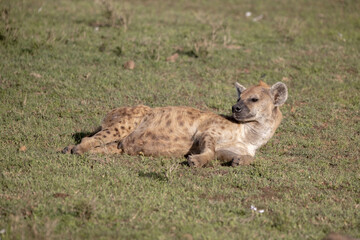 Hyenas rest in the sun
