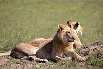Obraz na płótnie Canvas Two lions rest in the sun