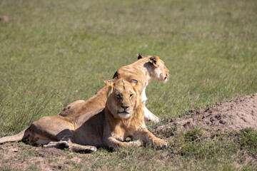 Fototapeta na wymiar Two lions rest in the sun
