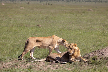 Two lions rest in the sun