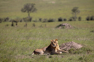 Two lions rest in the sun