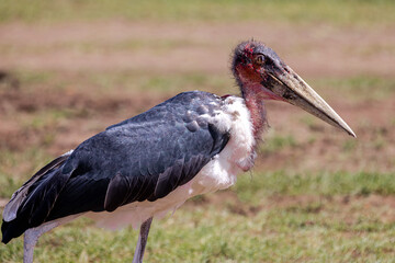 A vulture awaits its prey