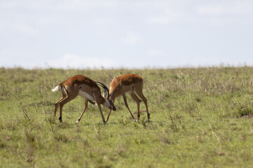 Impalas spar in training