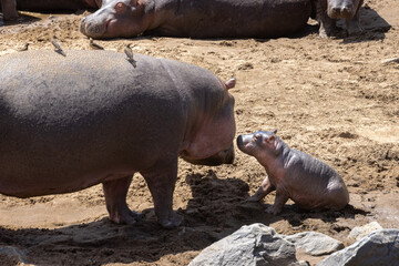 Hippos and their babies rest in the river