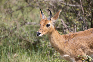 A woodbok with flies on its face