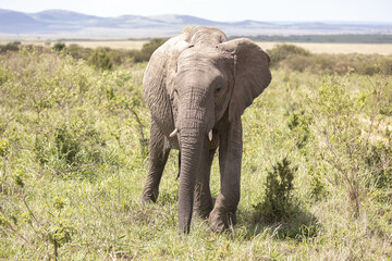Fototapeta na wymiar Elephants graze in the plains