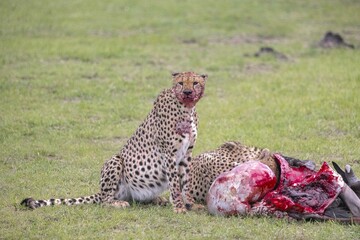 Cheetahs consume their prey