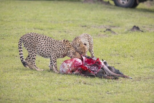 Cheetahs consume their prey