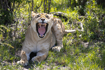 A female lion rests and yawns