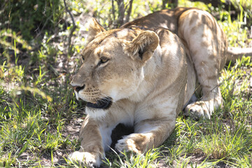 A female lion rests and yawns