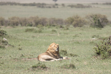 A male lion rests