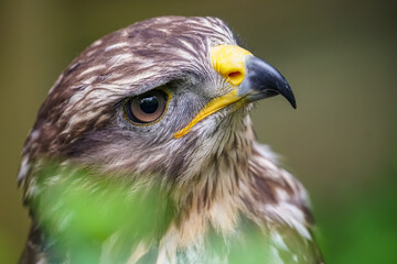 Mäusebussard im Porträt