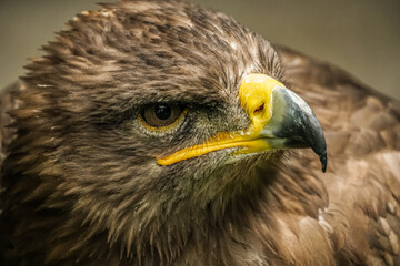 Steppenadler im Porträt