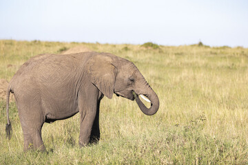 Fototapeta na wymiar Elephants graze the plains