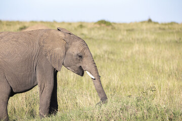Fototapeta na wymiar Elephants graze the plains