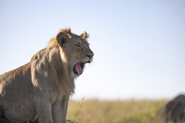 A male lion perches on a short hill and yawns and roars