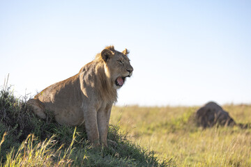 A male lion perches on a short hill and yawns and roars
