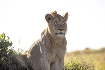 A male lion perches on a short hill and yawns and roars
