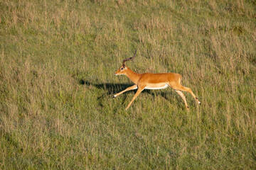 An impala runs through the plains