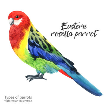 Eastern rosella parrot. Watercolor Eastern rosella parrot. Watercolor cute parrot. Watercolor cute animal. Watercolor cute bird. Hand painting postcard isolated white background. birds