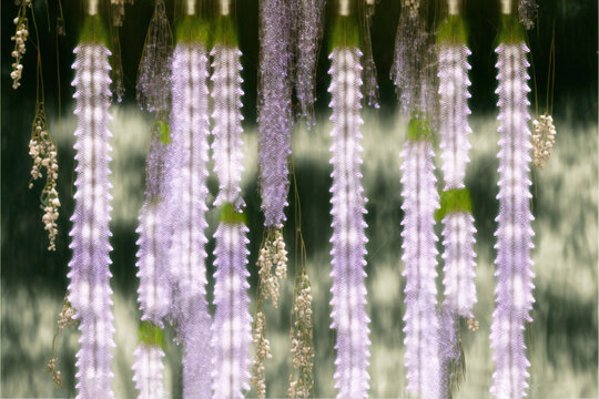  a blurry photo of flowers hanging from a tree branch in the rain - stock photo - images gratized in a window frame, with a blurry background of a blurry background.
