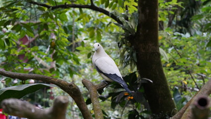 Fototapeta premium Torresian Imperial-pigeon|Pied Imperial Pigeo|Columbiformes|Ducula|斑皇鳩