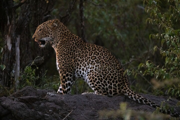 A leopard sits perched in the Masai Mara