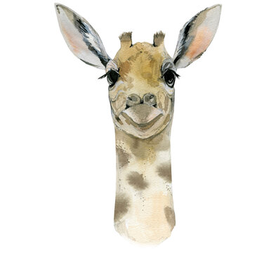 Giraffe Safari Animal Art. Watercolour illustration isolated on white background. 
