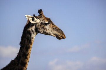 A giraffe in the African plains of the Masai Mara