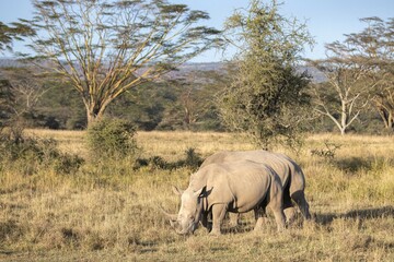 Fototapeta premium White rhinos graze near Lake Nakura