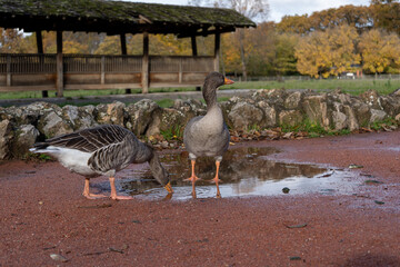 Lyon, France - Ducks drinking water in a puddle in the zoo part of 