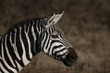 Fototapeta na wymiar A zebra head