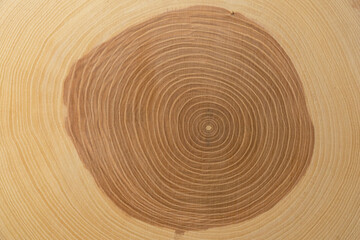 A trunk-cut of an ash tree. Wood texture. Tree growth rings. Concentric circles