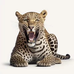 Foto op Plexiglas Portrait of a roaring smiling jaguar panthera leopard isolated on a white background © InputUX
