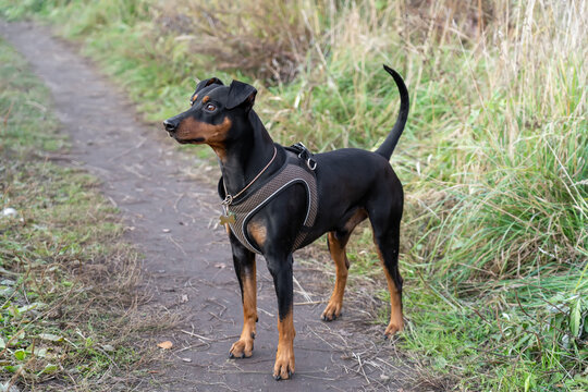 German pincher in brown harness standing on pathway and walking through countryside. Tan-and-black dog with uncropped tail and ears standing in autumn grass