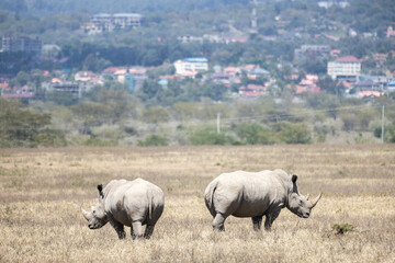 Obraz premium White rhinos graze with the city in the background