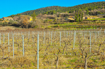 Fototapeta na wymiar front view, medium distance of a winery's dormiente grapevines, on a clear, chilly, winter day