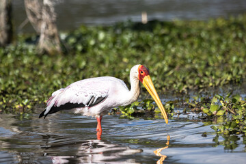 A yellow bellied stork in Lake Naivasha