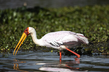 A yellow bellied stork in Lake Naivasha