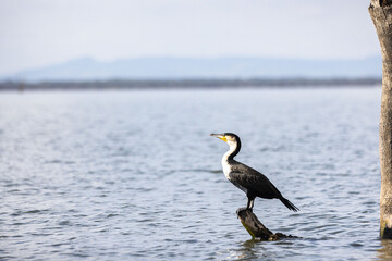 A black and white bird perched on a log