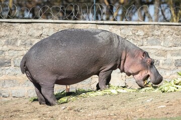 A hippo eats some produce