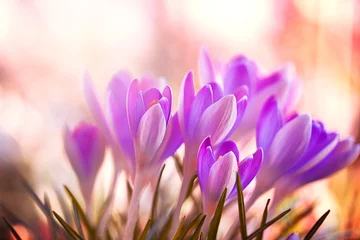 Foto auf Acrylglas Krokusblüten © Yvonne Weis